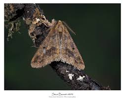 Attēlu rezultāti vaicājumam “Zygaena cocoon”