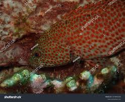 Image result for Cephalopholis cruentata
