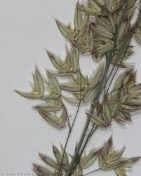 Attēlu rezultāti vaicājumam “Holcus lanatus”