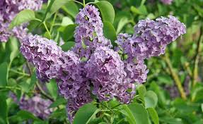 Image result for flieder