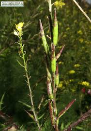 Attēlu rezultāti vaicājumam “Mamestra brassicae exuvia”