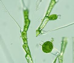 Attēlu rezultāti vaicājumam “Bulbochaete mirabilis”