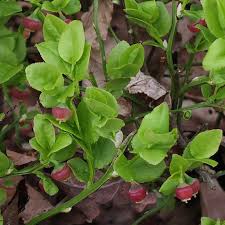 Attēlu rezultāti vaicājumam “Vaccinium myrtillus leaf”