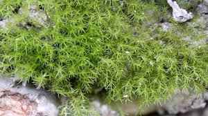 Attēlu rezultāti vaicājumam “Dicranella varia”