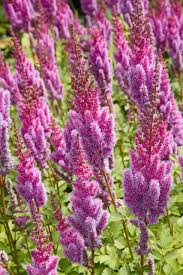 Attēlu rezultāti vaicājumam “Astilbe chinensis leaf”