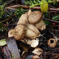 Attēlu rezultāti vaicājumam “Lycoperdon perlatum”