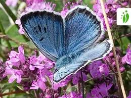 Attēlu rezultāti vaicājumam “Phengaris arion upperside”