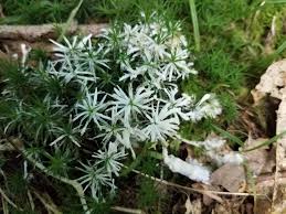 Attēlu rezultāti vaicājumam “Sebacina incrustans”