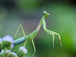 Attēlu rezultāti vaicājumam “Mantis religiosa”