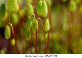 Attēlu rezultāti vaicājumam “Bryum schleicheri”