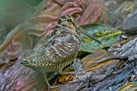 Attēlu rezultāti vaicājumam “Scolopax rusticola juvenile”