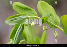 Attēlu rezultāti vaicājumam “Polygonatum odoratum bud”