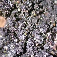 Attēlu rezultāti vaicājumam “Hertelidea botryosa”