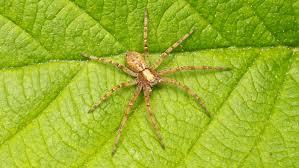 Attēlu rezultāti vaicājumam “Philodromus sp.”