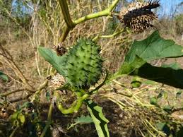 Attēlu rezultāti vaicājumam “Datura stramonium fruit”
