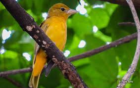 Image result for Piranga rubra