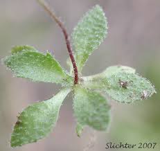 Attēlu rezultāti vaicājumam “Erophila verna leaf”