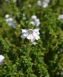 Attēlu rezultāti vaicājumam “Gaultheria cuneata”