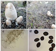 Image result for coprinus
