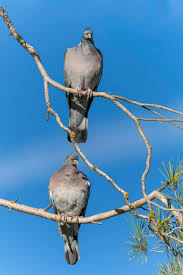 Attēlu rezultāti vaicājumam “Columba palumbus”