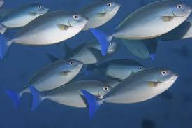 Image result for Naso hexacanthus