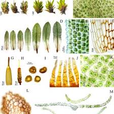 Attēlu rezultāti vaicājumam “Encalypta streptocarpa sporophyte”