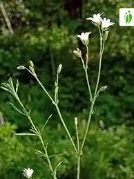 Attēlu rezultāti vaicājumam “Cerastium arvense flower”