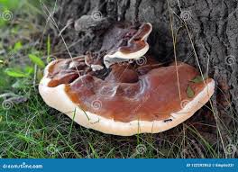 Attēlu rezultāti vaicājumam “Ganoderma applanatum”