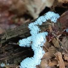 Attēlu rezultāti vaicājumam “Ceratiomyxaceae”