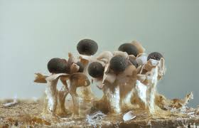 Attēlu rezultāti vaicājumam “Diderma deplanatum”