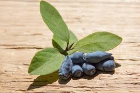 Attēlu rezultāti vaicājumam “Lonicera caerulea var. pallasii fruit”