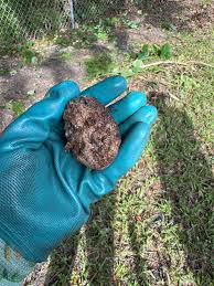 Attēlu rezultāti vaicājumam “Enerthenema papillatum stalked”