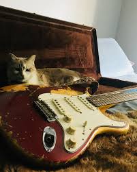 Image result for Cat sleeping in guitar