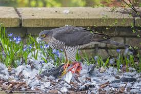 Attēlu rezultāti vaicājumam “Accipiter nisus male”