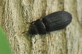 Attēlu rezultāti vaicājumam “Grynocharis oblonga”