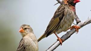 Attēlu rezultāti vaicājumam “Passeriformes”