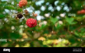 Attēlu rezultāti vaicājumam “Rubus plicatus fruit”