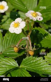 Attēlu rezultāti vaicājumam “Fragaria moschata flower”