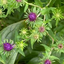 Attēlu rezultāti vaicājumam “Symphyotrichum novae-angliae”