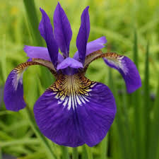 Attēlu rezultāti vaicājumam “Iris sibirica”