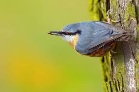 Attēlu rezultāti vaicājumam “Sitta europaea”