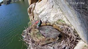 Attēlu rezultāti vaicājumam “Ciconia nigra nest”