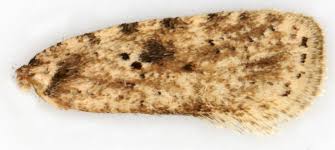 Attēlu rezultāti vaicājumam “Agonopterix aranella”