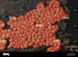 Attēlu rezultāti vaicājumam “Hemitrichia decipiens spores”