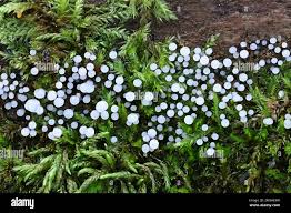 Attēlu rezultāti vaicājumam “Comatricha nigra”