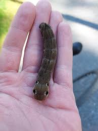 Attēlu rezultāti vaicājumam “Deilephila elpenor”