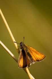 Attēlu rezultāti vaicājumam “Thymelicus sylvestris female”