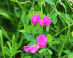 Attēlu rezultāti vaicājumam “Lathyrus tuberosus”