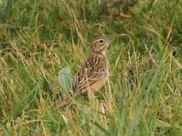 Image result for Anthus godlewskii