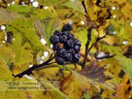 Attēlu rezultāti vaicājumam “Crataegus chlorosarca”